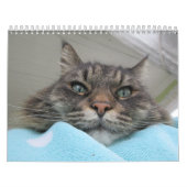 Maine Coon Kitty Cat Niedlich Kalender (Titelbild)