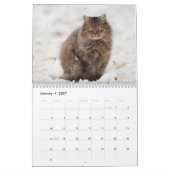 Maine Coon Kitty Cat Niedlich Kalender (Jan 2027)