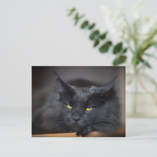 Maine Coon Kitty Cat Niedlich Spaß Postkarte (Stehend Vorderseite)
