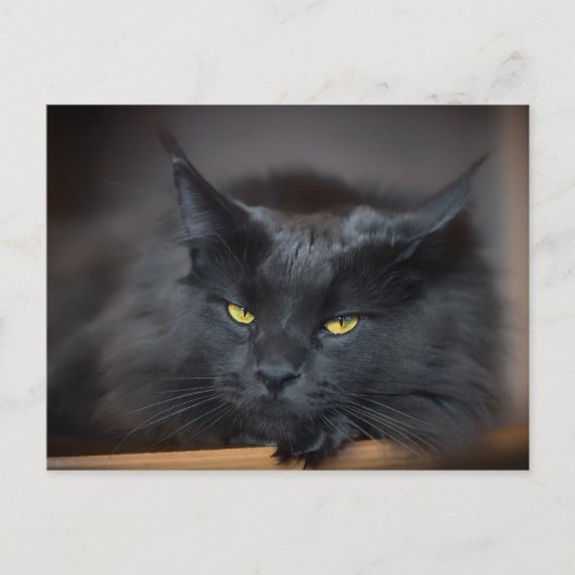 Maine Coon Kitty Cat Niedlich Spaß Postkarte (Vorderseite)
