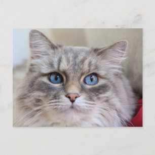 Maine Coon Kitty Cat Niedlich Spaß Postkarte