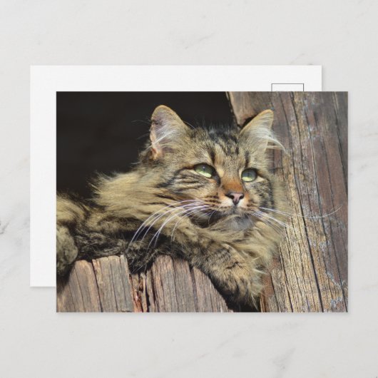 Maine Coon Kitty Cat Niedlich Spaß Postkarte (Vorne/Hinten)