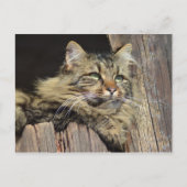Maine Coon Kitty Cat Niedlich Spaß Postkarte (Vorderseite)