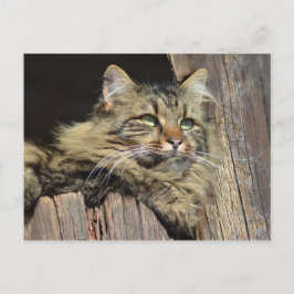Maine Coon Kitty Cat Niedlich Spaß Postkarte