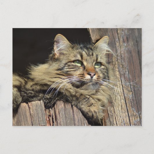Maine Coon Kitty Cat Niedlich Spaß Postkarte (Vorderseite)