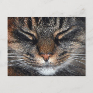Maine Coon Kitty Cat Niedlich Spaß Postkarte