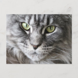 Maine Coon Kitty Cat Niedlich Spaß Postkarte