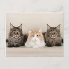 Maine Coon Kitty Cat Niedlich Spaß Postkarte