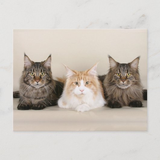 Maine Coon Kitty Cat Niedlich Spaß Postkarte (Vorderseite)
