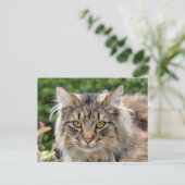 Maine Coon Kitty Cat Niedlich Spaß Postkarte (Stehend Vorderseite)
