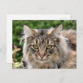 Maine Coon Kitty Cat Niedlich Spaß Postkarte (Vorne/Hinten)