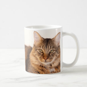Maine Coon Kitty Kaffeetasse