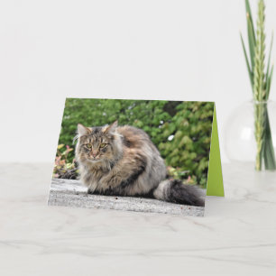 Maine Coon Kitty Katze Süße anpassbare Karte