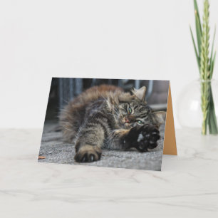 Maine Coon Kitty Katze Süße Anpassbare Karte