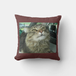Maine Coon kitty Kissen