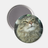 Maine Coon kitty Magnet (Vorderseite/Rückseite)