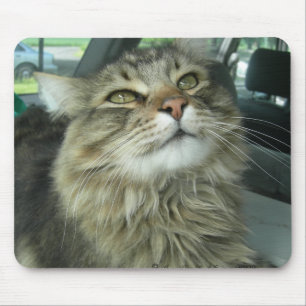 Maine Coon kitty Mousepad
