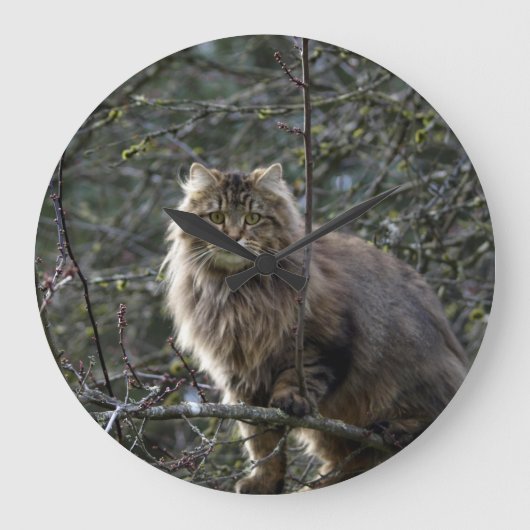 Maine Coon Long-hair Tabby Cat Animal Pet Clock Große Wanduhr (Vorderseite)