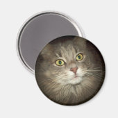 Maine Coon Magnet (Vorderseite/Rückseite)