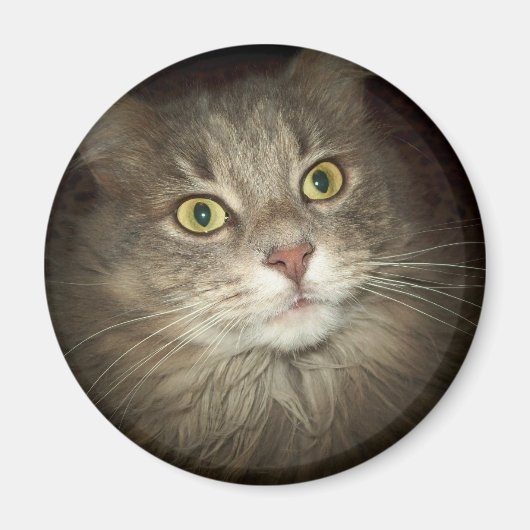 Maine Coon Magnet (Vorne)