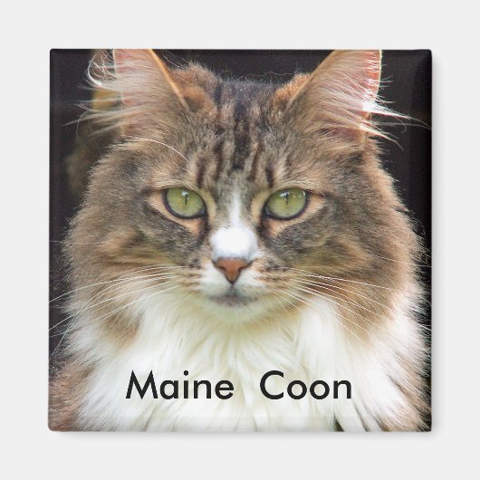Maine Coon Magnet (Vorne)