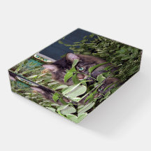 Maine Coon Niedlich Kitty Cat Paperweight