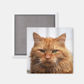 Maine Coon, Norwegischer Waldkatze-Magnet Magnet (Vorderseite/Rückseite)