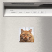 Maine Coon, Norwegischer Waldkatze-Magnet Magnet (In Situ (Geschirrspüler))