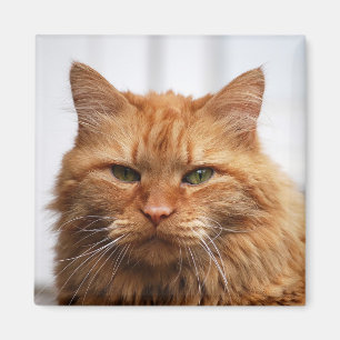 Maine Coon, Norwegischer Waldkatze-Magnet Magnet