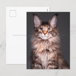 Maine Coon Portrait Feiertagspostkarte