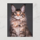 Maine Coon Portrait Feiertagspostkarte (Vorderseite)