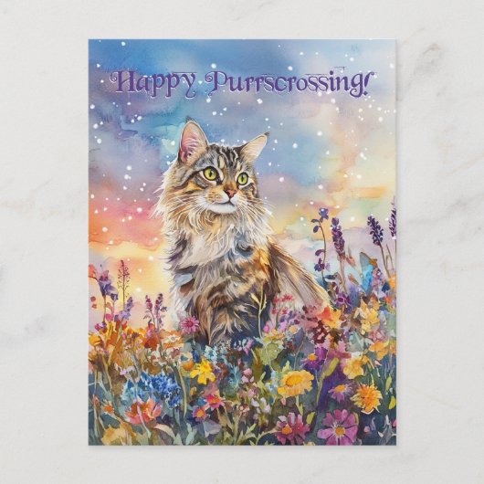 Maine Coon Postcross - Postkarte (Vorderseite)