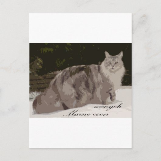 Maine Coon Postkarte (Vorderseite)