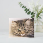Maine Coon Postkarte (Stehend Vorderseite)