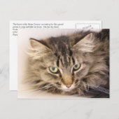 Maine Coon Postkarte (Vorne/Hinten)