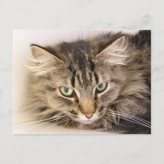 Maine Coon Postkarte (Vorderseite)