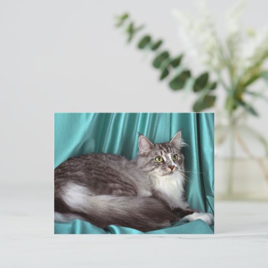 Maine Coon, Silbertabby Postkarte (Stehend Vorderseite)