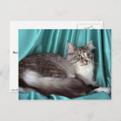 Maine Coon, Silbertabby Postkarte (Vorne/Hinten)