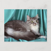 Maine Coon, Silbertabby Postkarte (Vorderseite)