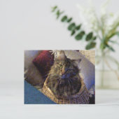 Maine Coon Tabby Cat Postkarte (Stehend Vorderseite)