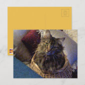 Maine Coon Tabby Cat Postkarte (Vorne/Hinten)