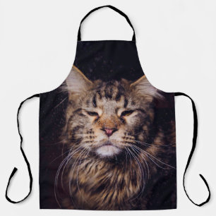 Maine Coon vor schwarzem Hintergrund Jungtier, Kat Schürze