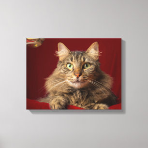 Maine Coon zu Weihnachten mit Sammler Leinwanddruck