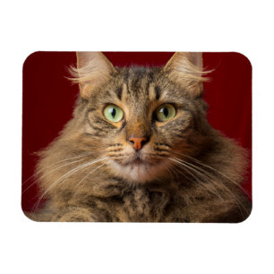 Maine Coon zu Weihnachten mit Sammler Magnet