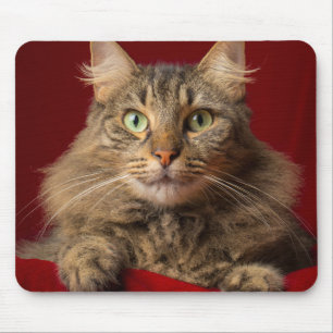 Maine Coon zu Weihnachten mit Sammler Mousepad