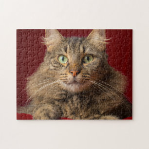 Maine Coon zu Weihnachten mit Sammler Puzzle