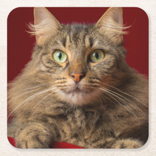 Maine Coon zu Weihnachten mit Sammler Rechteckiger Pappuntersetzer