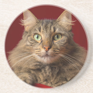 Maine Coon zu Weihnachten mit Sammler Sandstein Untersetzer