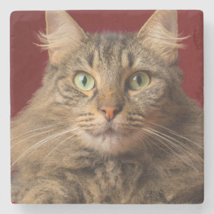 Maine Coon zu Weihnachten mit Sammler Steinuntersetzer
