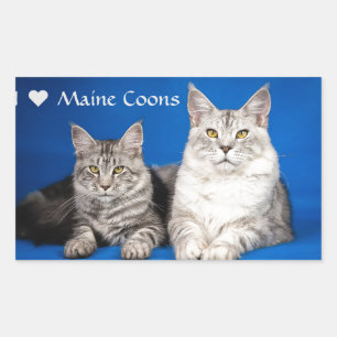 Maine Coons Cats Rechteckiger Aufkleber